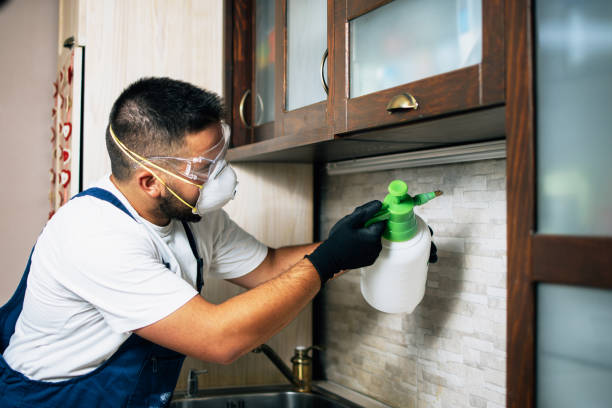 Best Flea Control Services  in Mill City, OR