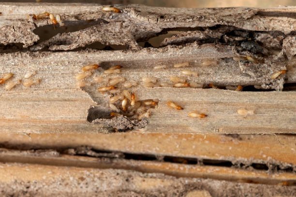 Best Mosquito Control Services  in Mill City, OR