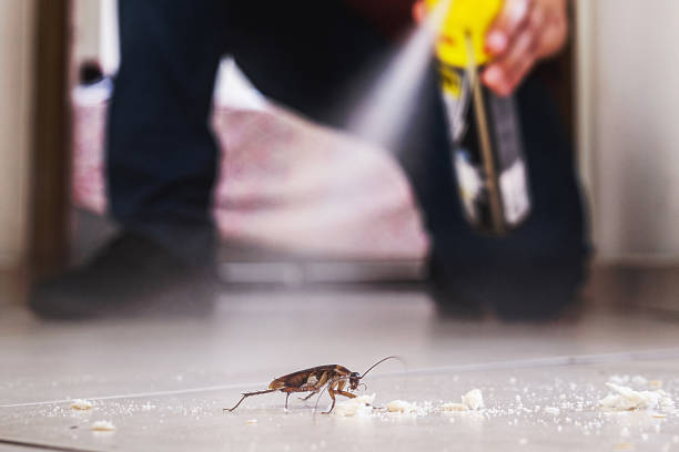 Best Rat Extermination Near Me  in Mill City, OR