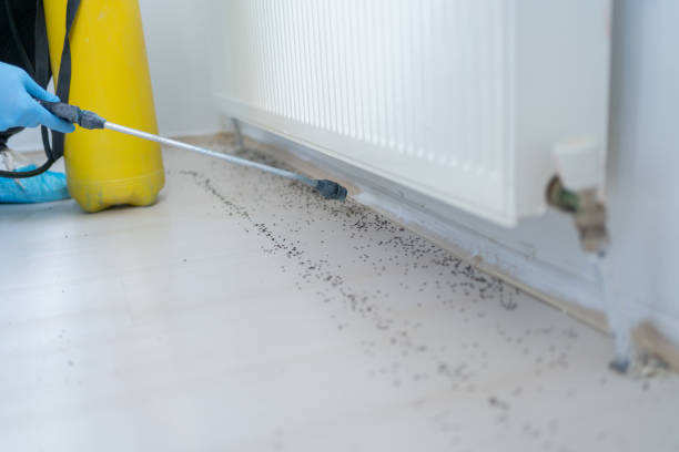 Best Pest Control Near Me  in Mill City, OR